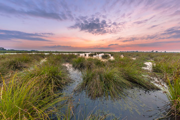 Large clumps of Soft rush