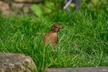 Female blackbird peeping out from the grass.