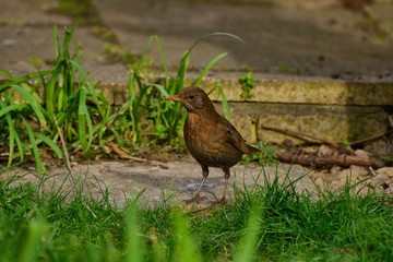 Female blackbird peeping out from the grass.