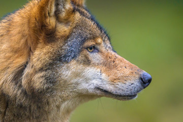 Profile portrait of European Wolf