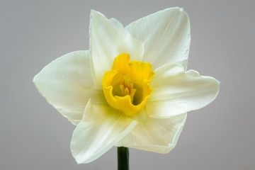 Pretty daffodil flower close up. Tow tone yellow colour.