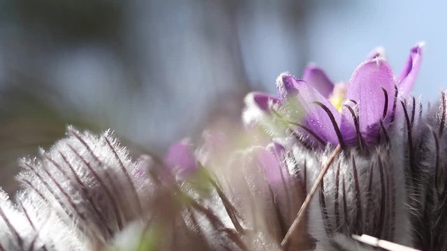Beautiful spring violet flowers background. Eastern pasqueflower, prairie crocus, cutleaf anemone with water drops  in light breeze. Shallow depth of field. Slow motion