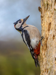 Woodpecker in typical position