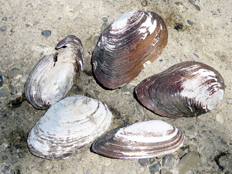 Toronto Lake shells 2016