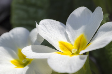 white flower - macro
