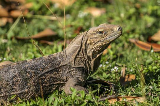 IMG_6302 Leguan