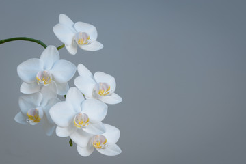Fototapeta na wymiar Branch of white orchids on grey background with copy space to the right.