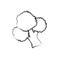 Fresh broccoli vegetable icon vector illustration graphic design