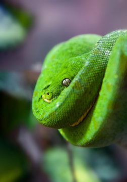 Green Python with Golden eye hanging on a branch in a spiral close up