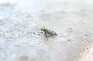 Flying insect