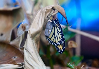 Beautiful Butterfly Coming Out of a Cocoon