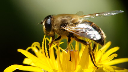 Biene auf Blüte © Markus