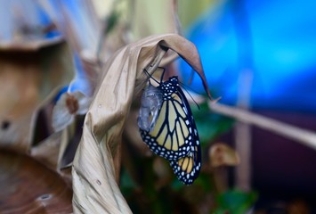 Beautiful Butterfly Coming Out of a Cocoon