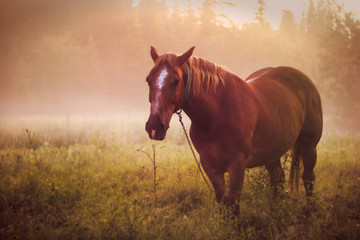 horse pasture morning fog dew