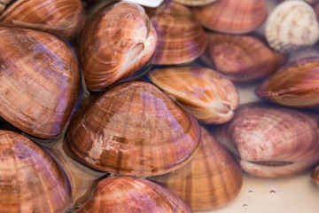 Muscheln auf Fischmarkt in Italien in Wasser