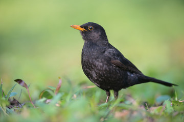 Common Blackbird (Turdus merula).Male