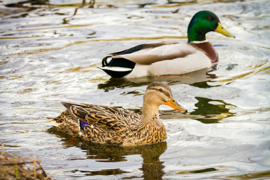 animal a wild drake and a duck sail on a pond