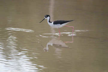 Black-winged stilt, Common stilt, or Pied stilt