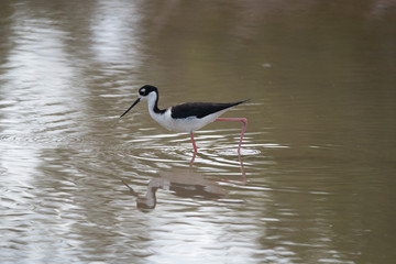 Black-winged stilt, Common stilt, or Pied stilt