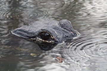 The American alligators eye. 