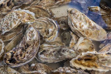 Austern auf Fischmarkt in Italien