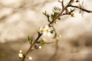 close-up flowering branches of apple trees in the sunset