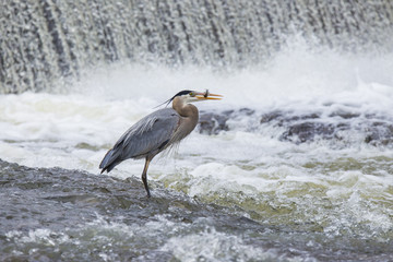 Grey great heron fishing bihaind a cascade