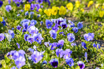 Obraz premium Violet field 2