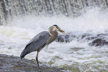 Grey great heron fishing bihaind a cascade