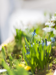 Frühlingsblüher im Blumenkasten