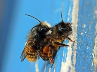 Gehörnte Mauerbienen bei der Paarung