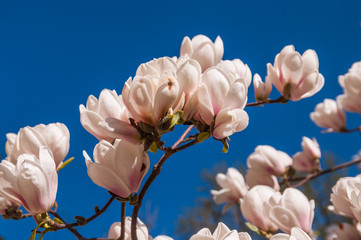 Magnolien vor blauem Himmel