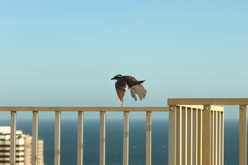 Bird flying fee in a city of  tropical country with the sea, buildings and a fence as background