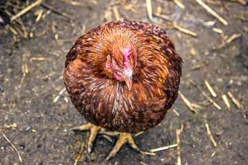 red chicken animal sleeps