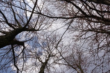 Spring tree flowering. Slovakia