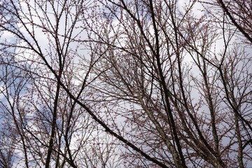 Spring tree flowering. Slovakia
