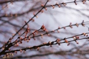 Spring tree flowering. Slovakia