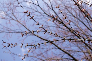 Spring tree flowering. Slovakia