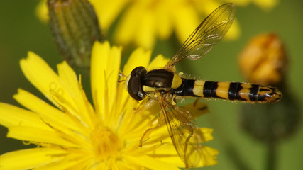 Schwebfliege auf Löwenzahn