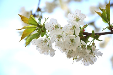 Kirschblüten, Frühlingsbeginn