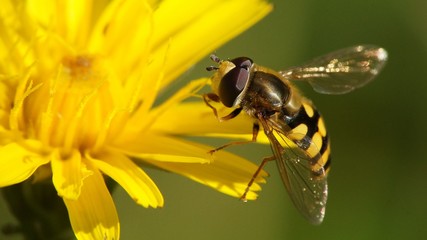 Schwebfliege auf Löwenzahn