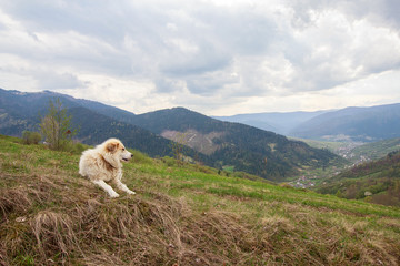 Herding dog in a pasture in the mountains. Carpathians