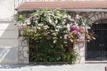 Fototapeta na wymiar blooming flowers on stone wall