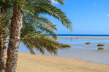 Palm trees on Sotavento beach lagoon on Jandia peninsula, Fuerteventura, Canary Islands, Spain