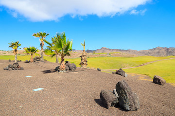Volcanic rocks and palm trees on a golf course in Las Playitas town, Fuerteventura, Canary Islands, Spain