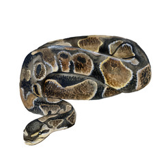 Watercolor closeup portrait of Royal python or Python regius isolated on white background. Hand drawn cold-blooded dangerous predator. Encyclopedia design. Clip art illustration for web and print