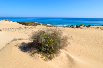 Sand dunes in Corralejo National Park and view of sea, Fuerteventura, Canary Islands, Spain