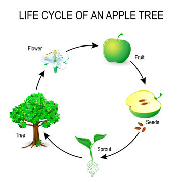 life cycle of an apple tree.