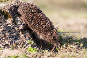 Hedgehog overcome the obstacle. Hedgehog descends from hemp