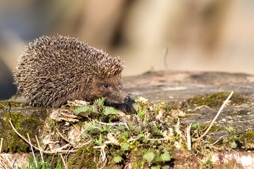 Hedgehog on the stump. hedgehog in natural habitat © ihorhvozdetskiy